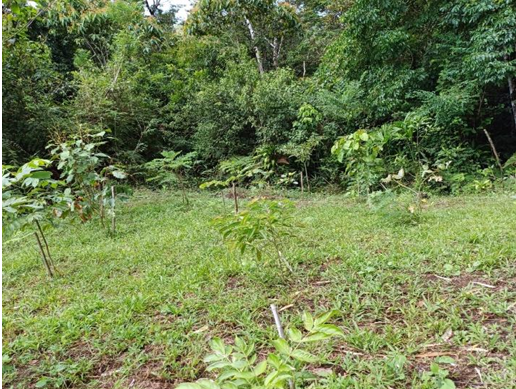 Justicia Restaurativa con impacto verde: donación y siembra de 100 árboles en área protegida en la Zona Sur